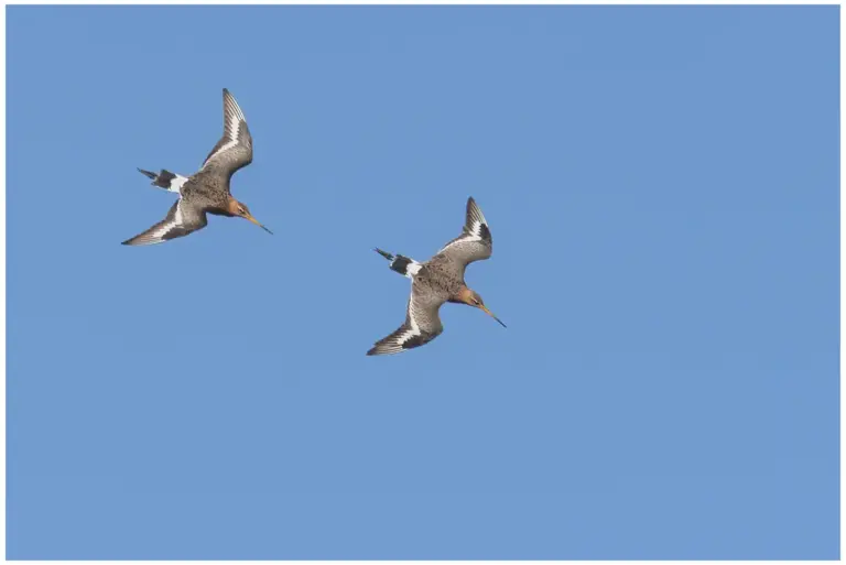 Rödspov - (Black-tailed Godwit)