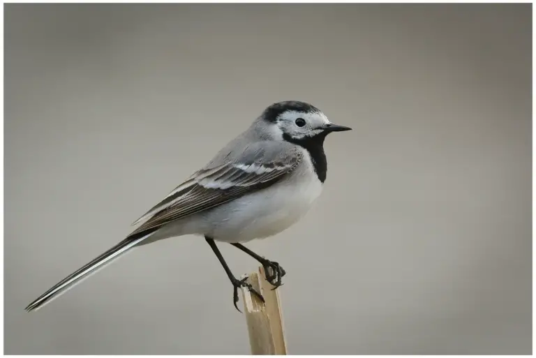 sadesarla - (white-wagtail)