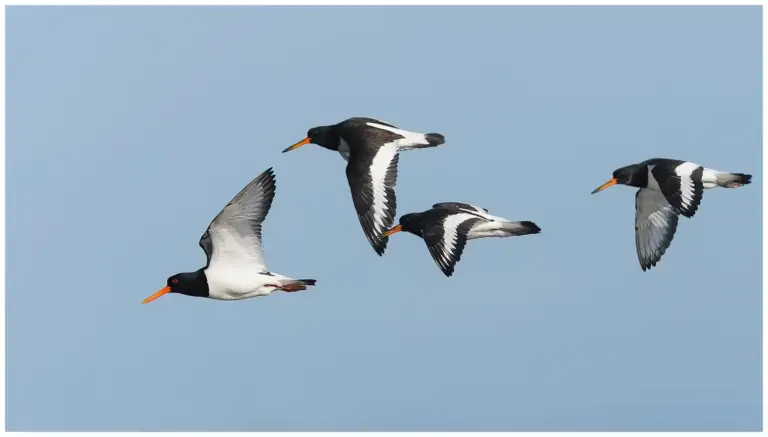 Strandskata - Eurasian Oystercatcher Strandskata - Oystercatcher