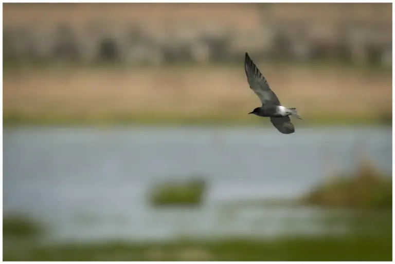 Svarttärna - (Black Tern)