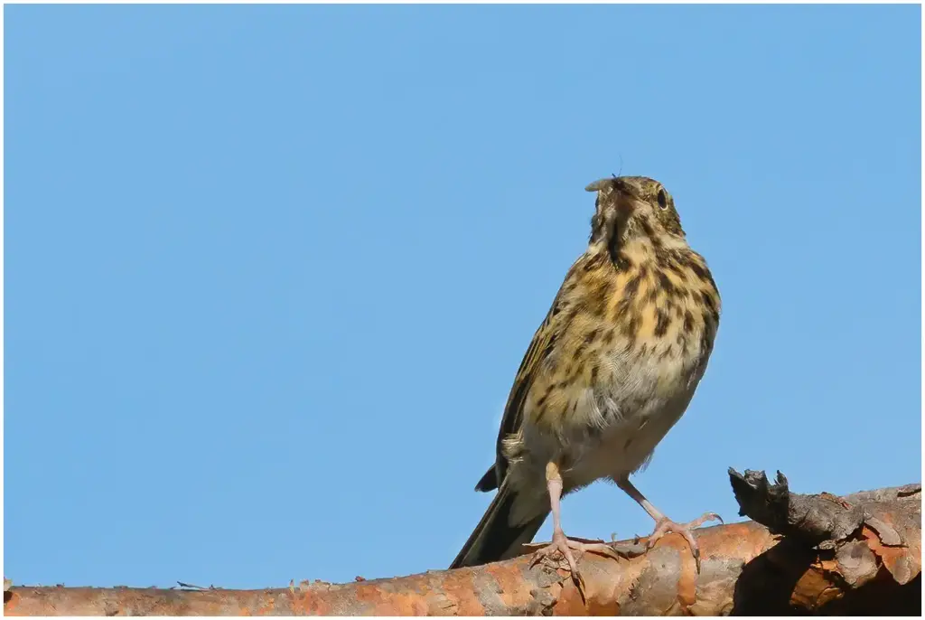 Trädpiplärka - Tree Pipit
