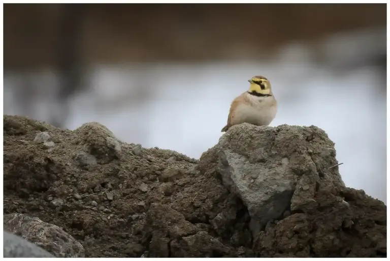 berglarka - (horned-lark)