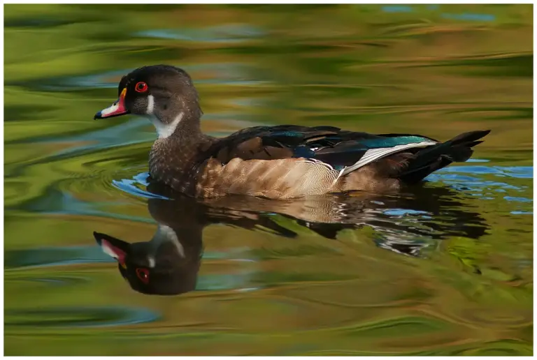 Brudand - Wood duck