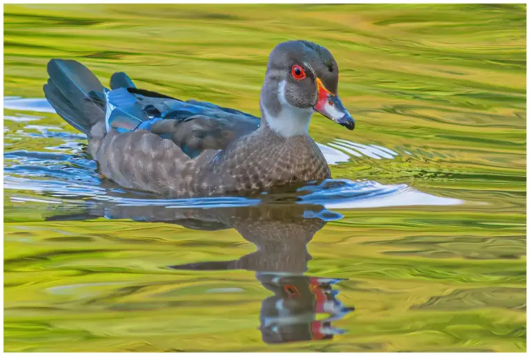 Brudand - (Wood duck)