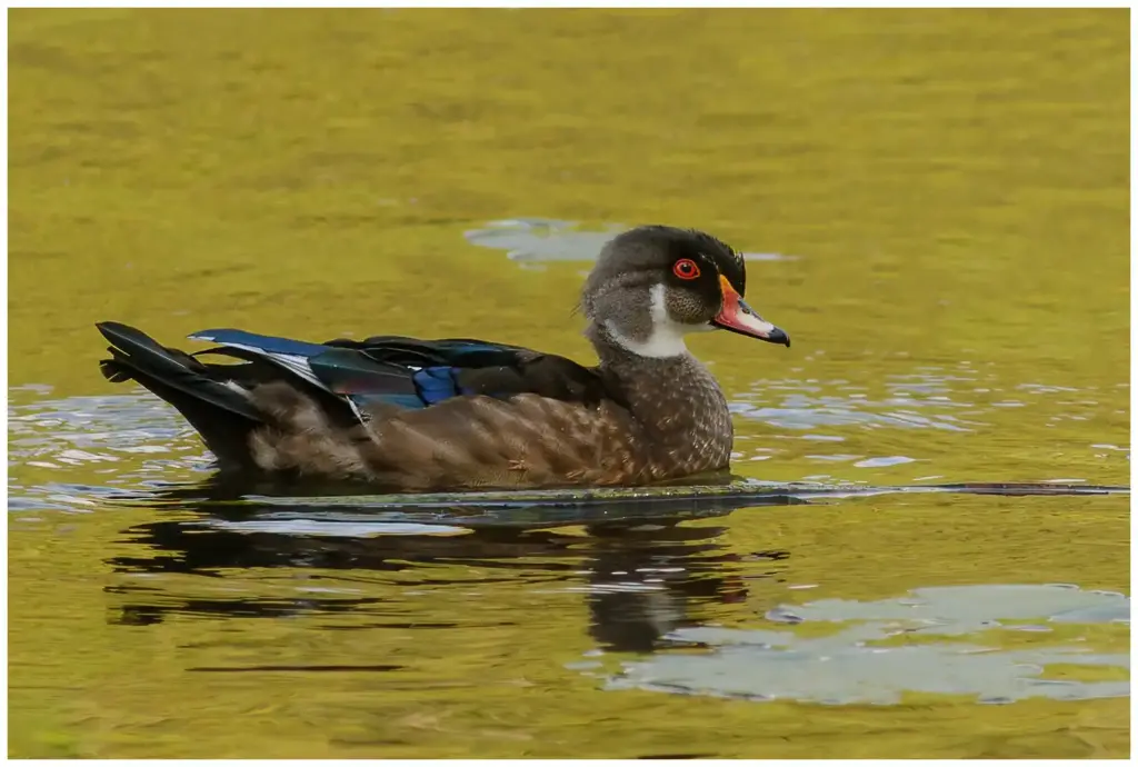 Brudand - Wood duck