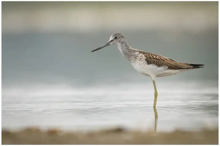 gluttsnäppa - (common greenshank)