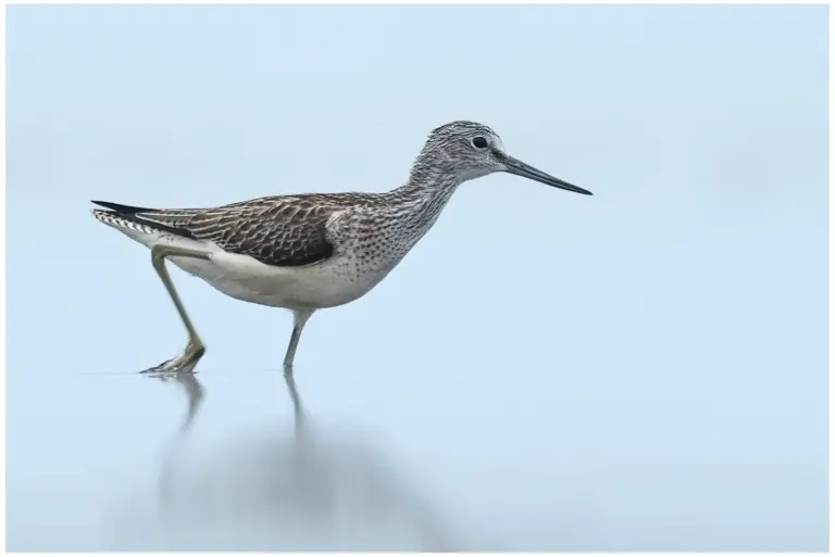 gluttsnäppa - (common greenshank)