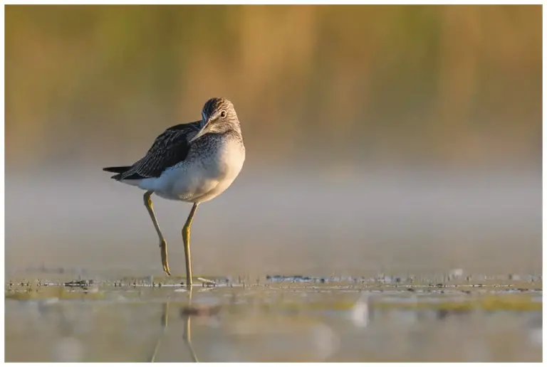 gluttsnäppa - (common greenshank)