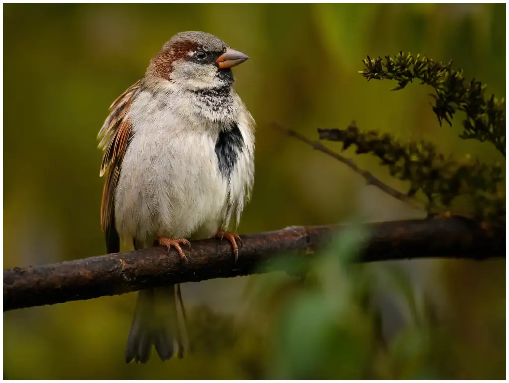 Gråsparv - House Sparrow