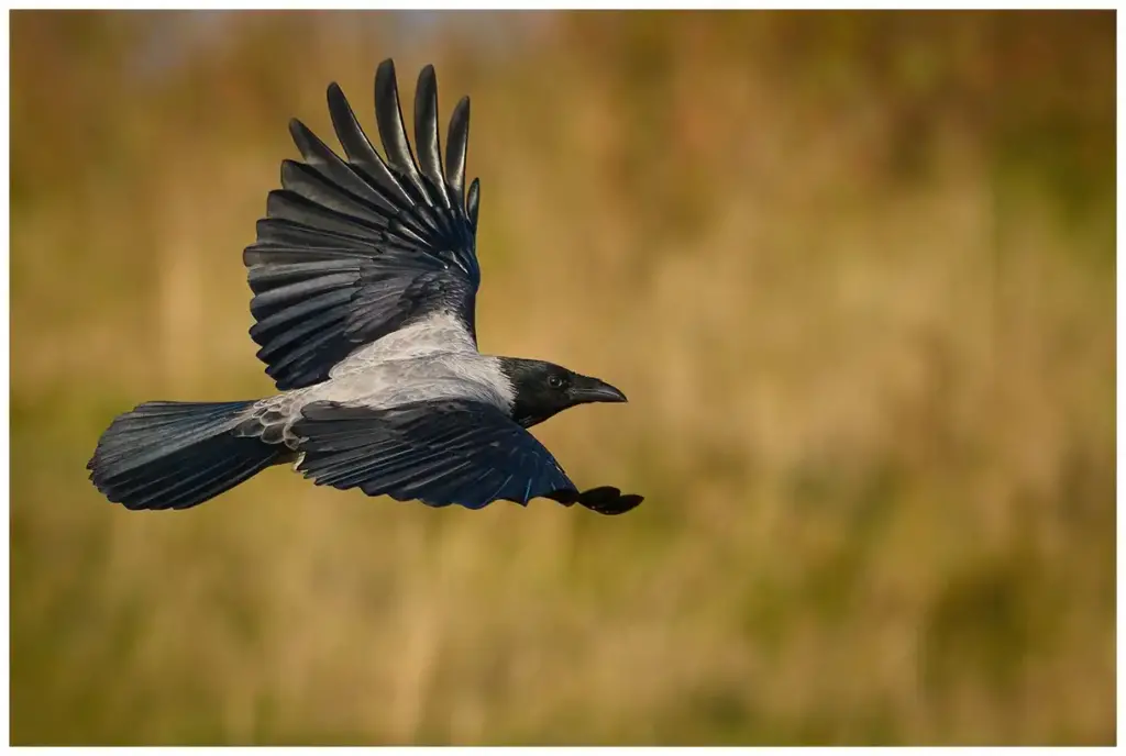 kråka - (carrion-crow)