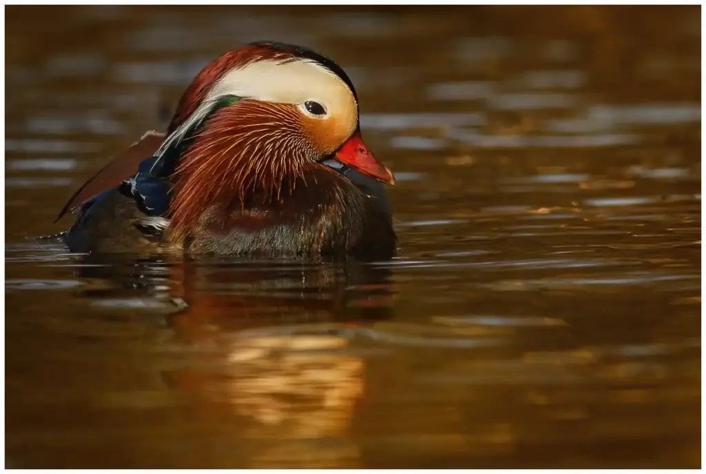 mandarinand - (mandarin-duck) - hanne