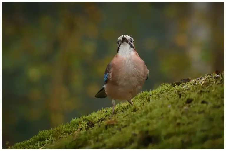 Nötskrika - (Eurasian Jay)