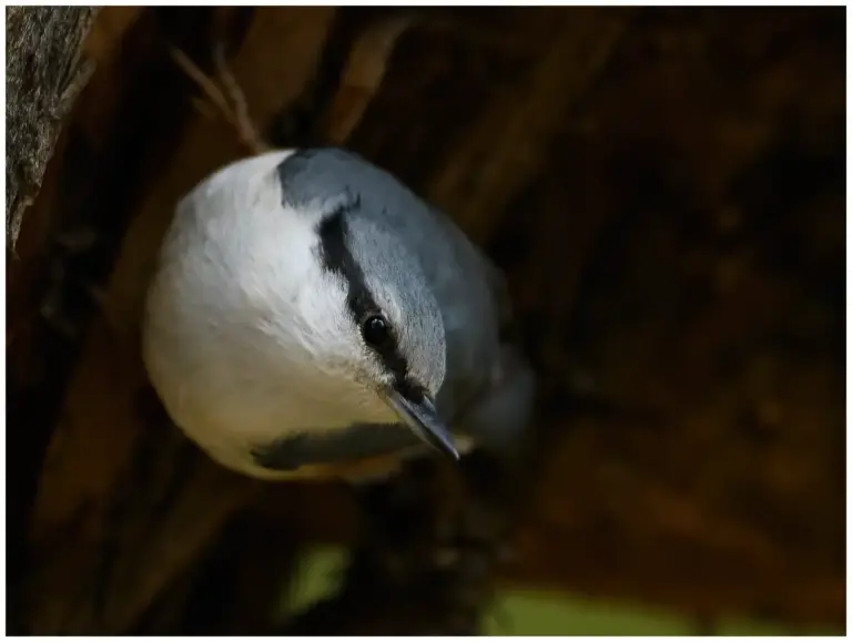 Nötväcka - Eurasian Nuthatch