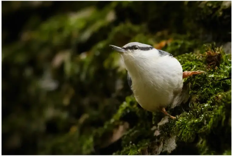 Nötväcka - Eurasian Nuthatch