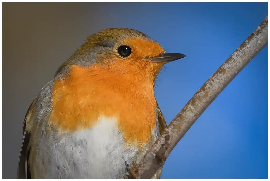 rödhake-robin