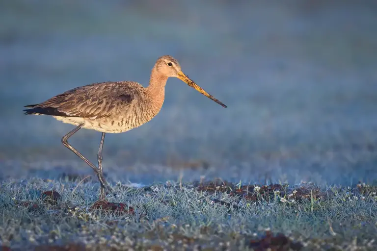 Rödspov - (Black-tailed Godwit)