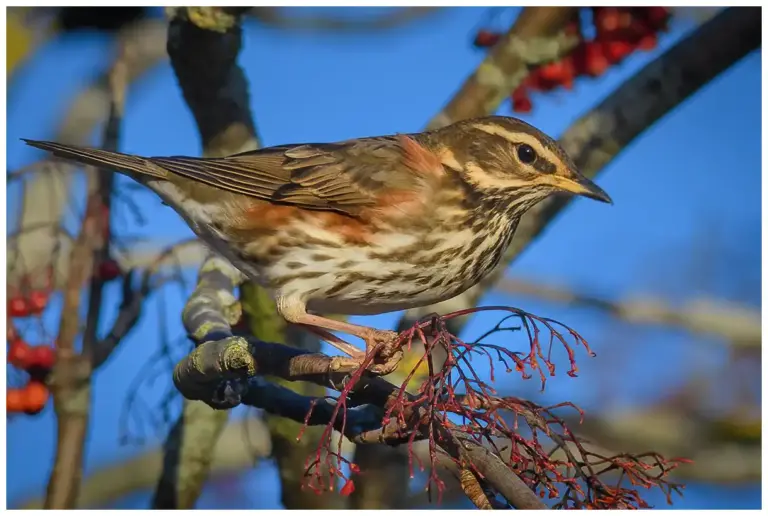 Rödvingetrast - (Redwing)