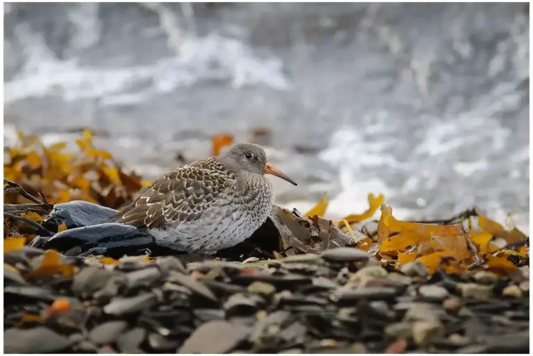 Skärsnäppa - (Purple Sandpiper)