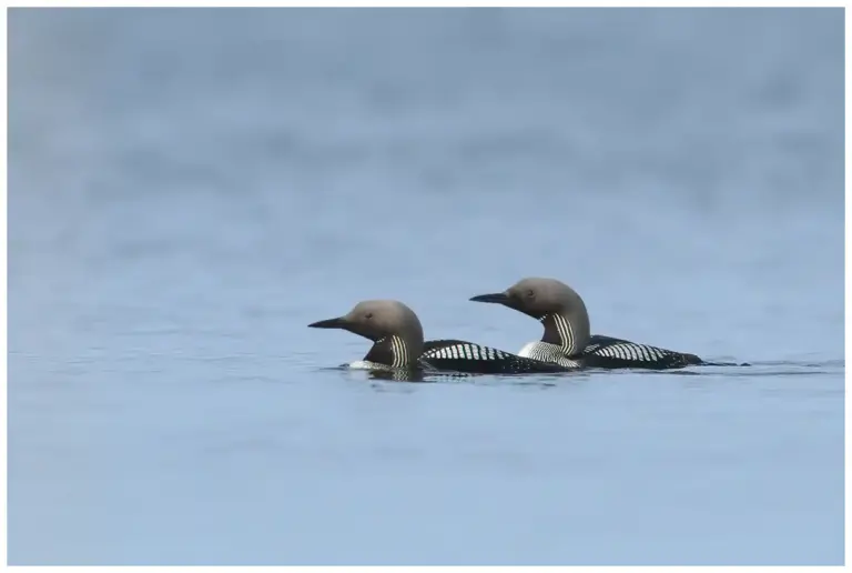 Storlom - (Black-throated Diver) två stycken som simmar på vattnet.