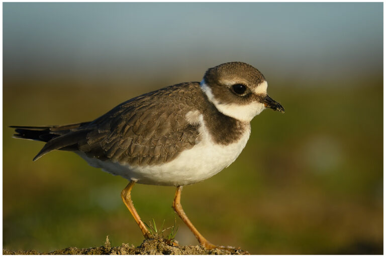 Större Strandpipare - (Common Ringed Plover)