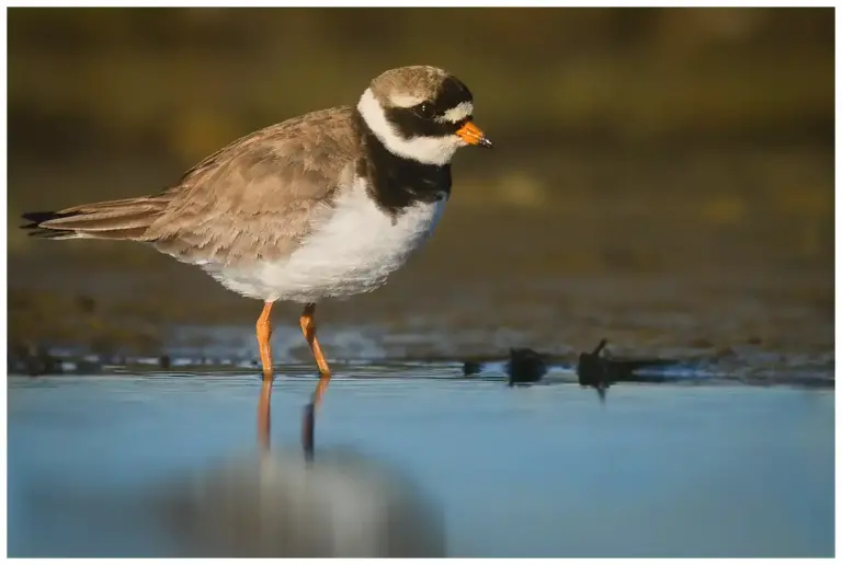 Större Strandpipare - (Common Ringed Plover) - adult fågel