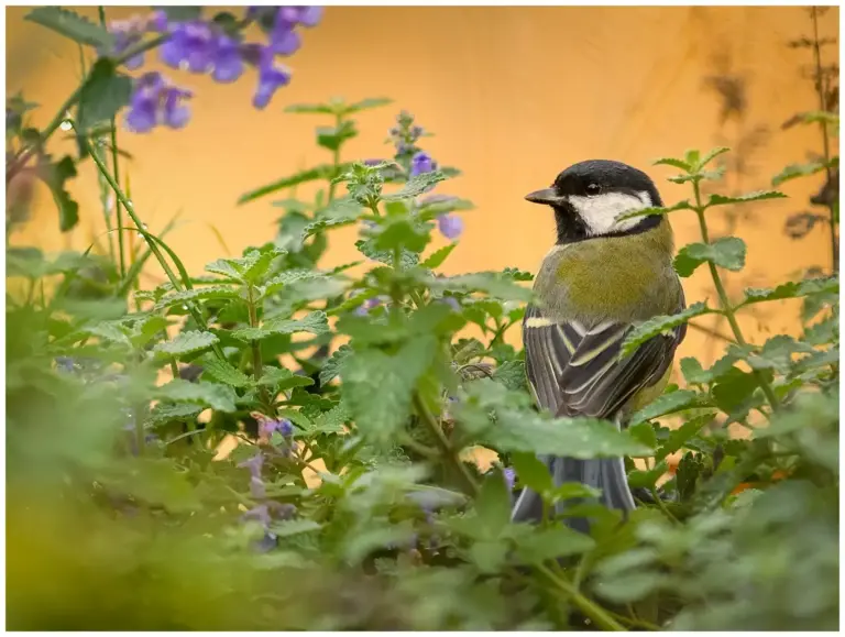 Talgoxe - (Great Tit)