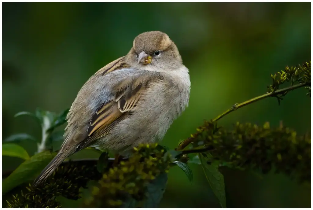 Gråsparv - House Sparrow