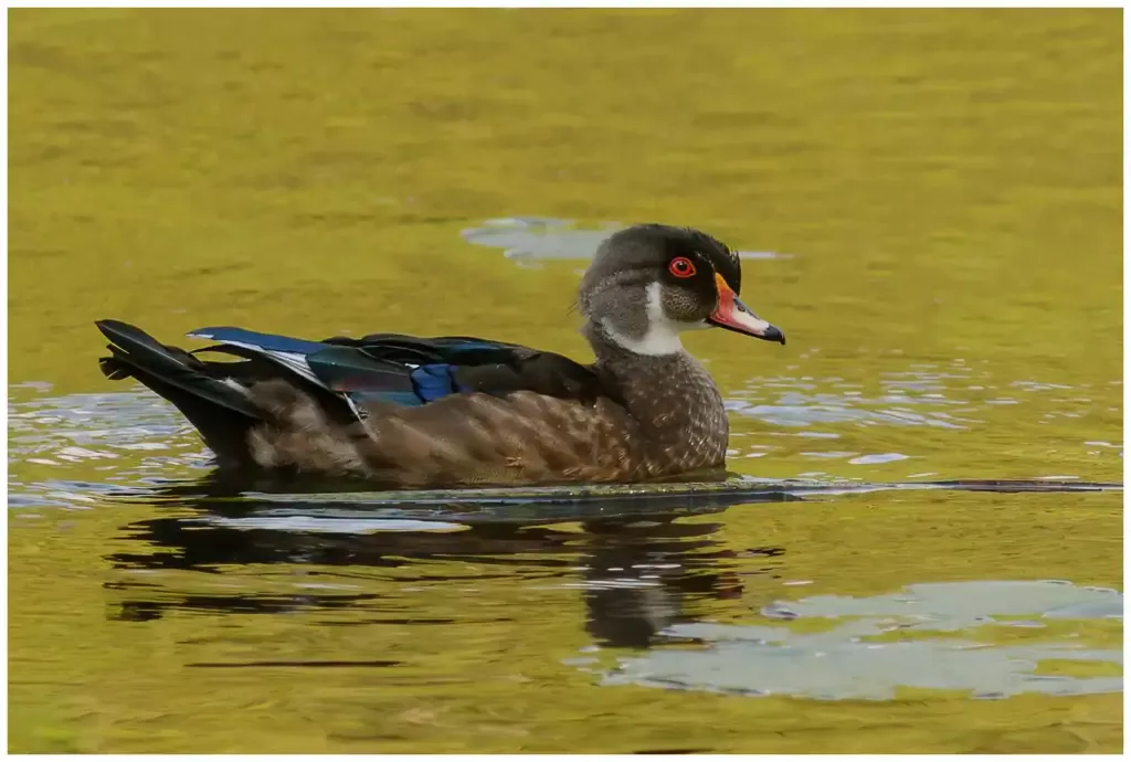 Brudand - Wood duck