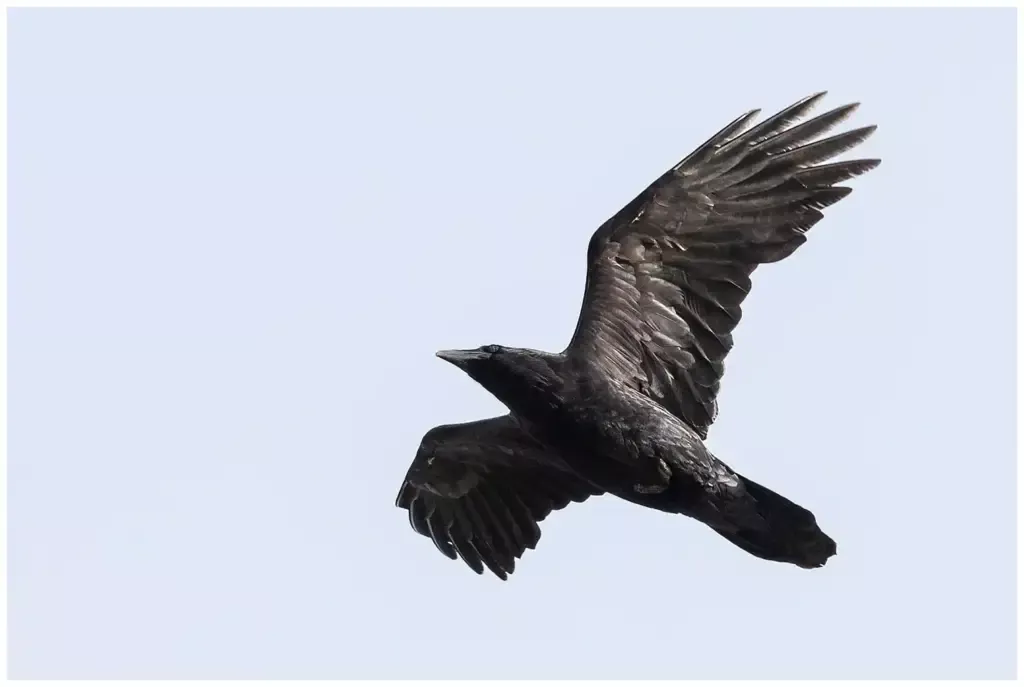 Korp - (Raven)