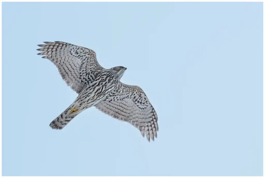 Duvhök - (Northern Goshawk) - ungfågel flyger