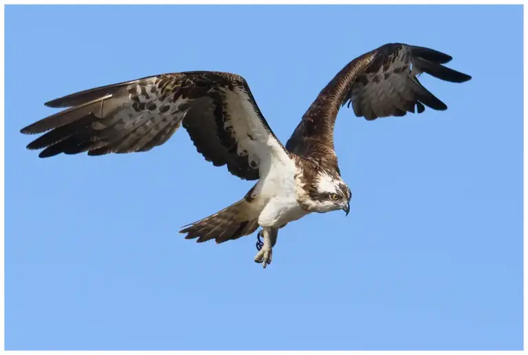 fiskgjuse - (osprey)