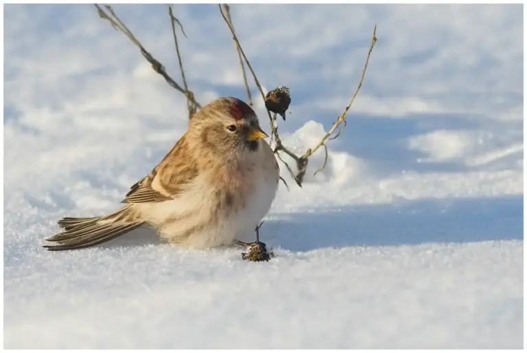 Gråsiska - (Redpoll)