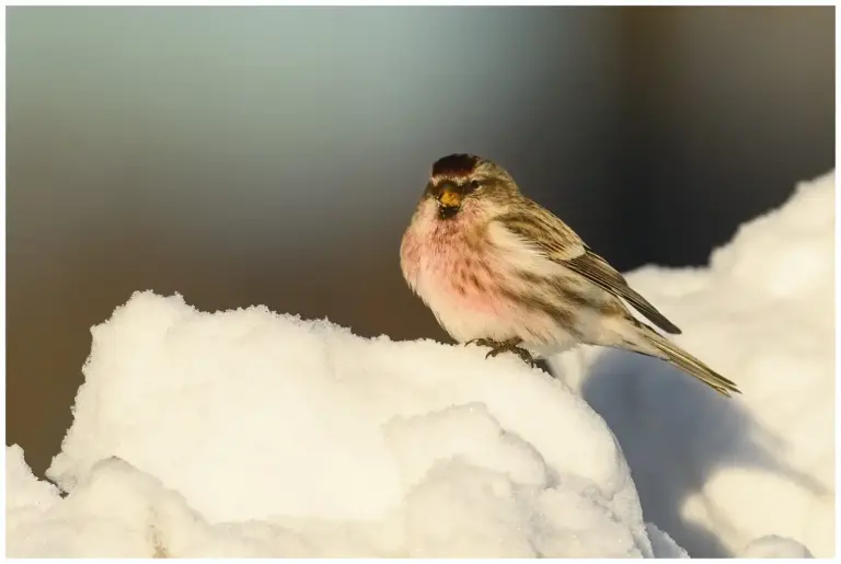 Gråsiska - (Redpoll)