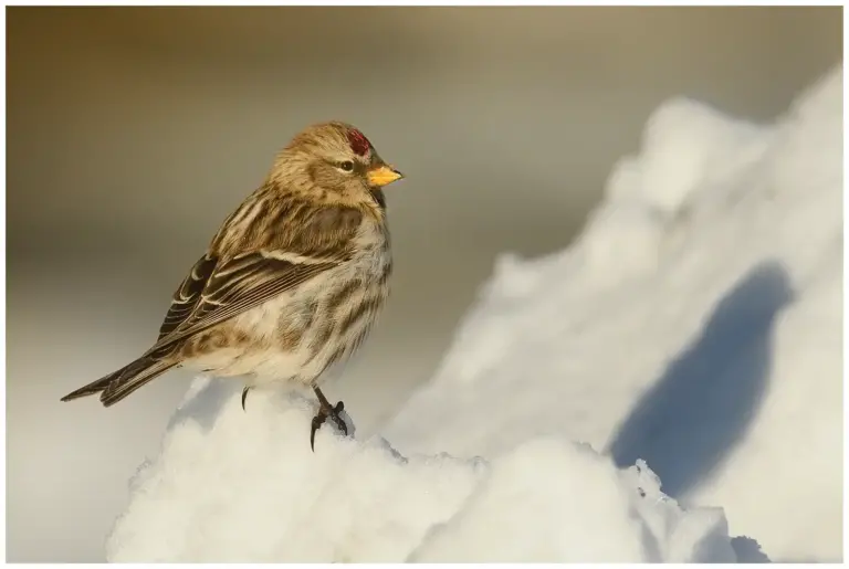 Gråsiska - (Redpoll)