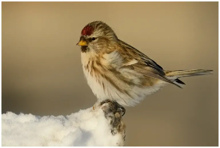 Gråsiska - (Redpoll)