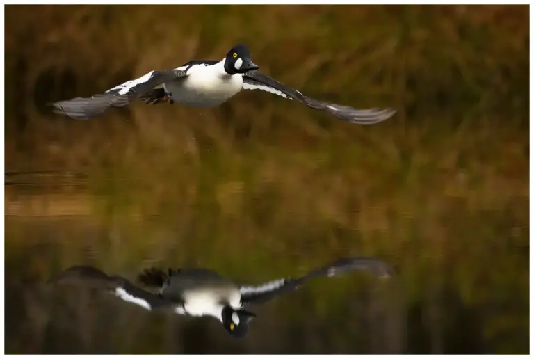 knipa - (common - goldeneye) - flyger lågt över vattnet med sin spegelbild under sig.