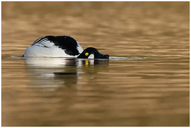 Knipa - (Common Goldeneye)