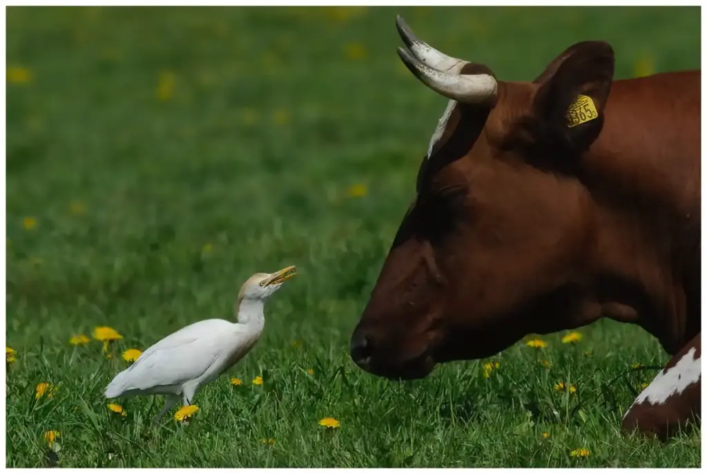 kohager -( cattle-egret)