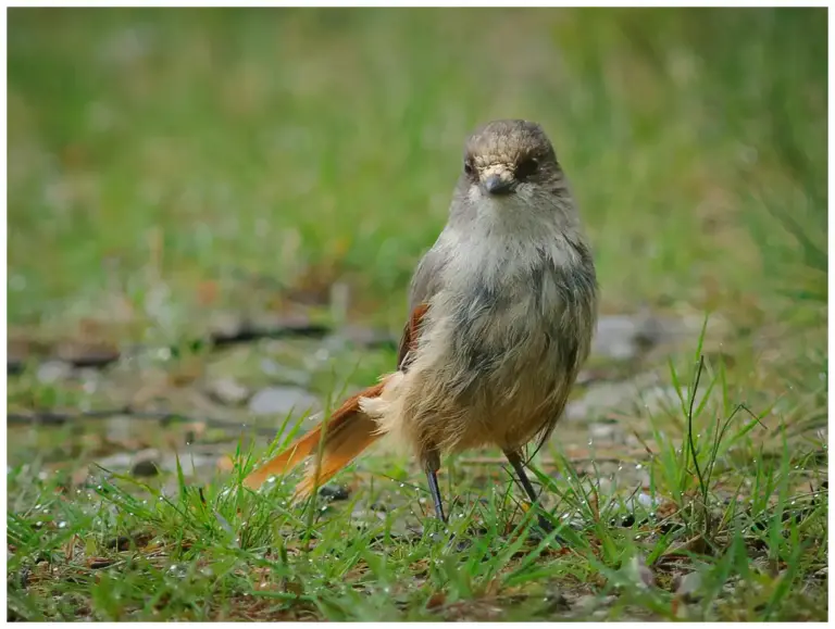 Lavskrika - (Siberian Jay)