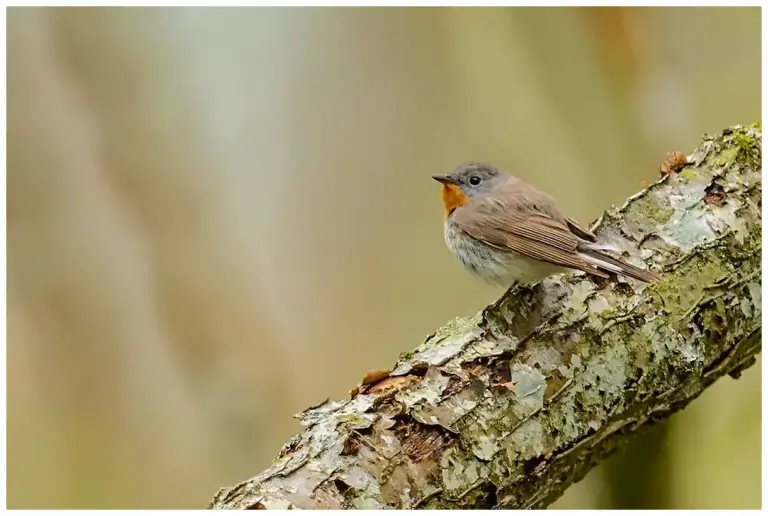 Mindre Flugsnappare - (Red-breasted Flycatcher)