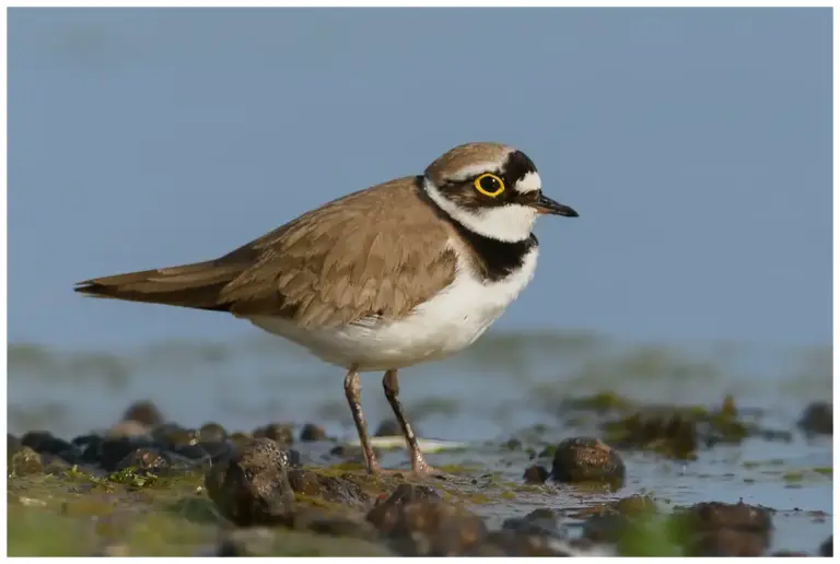 Mindre Strandpipare - (Little Ringed Plover)