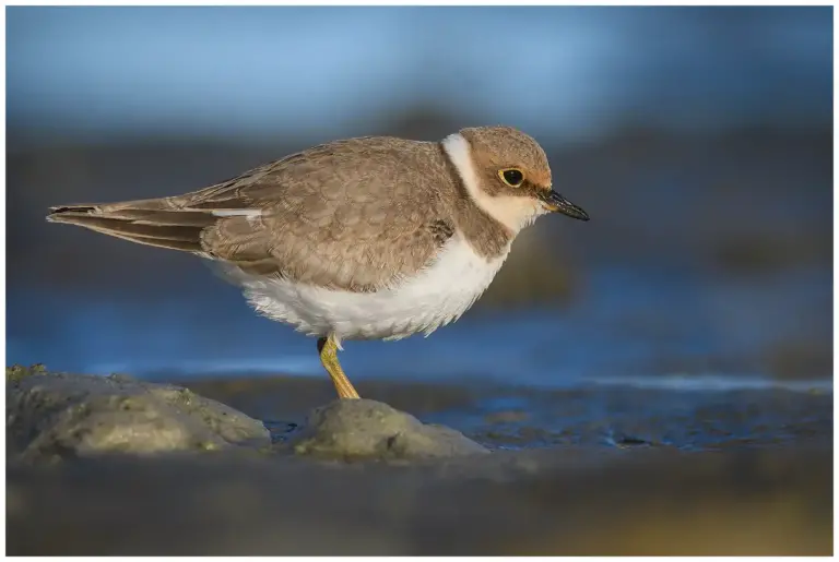 Mindre Strandpipare - (Little Ringed Plover) - i strandkanten