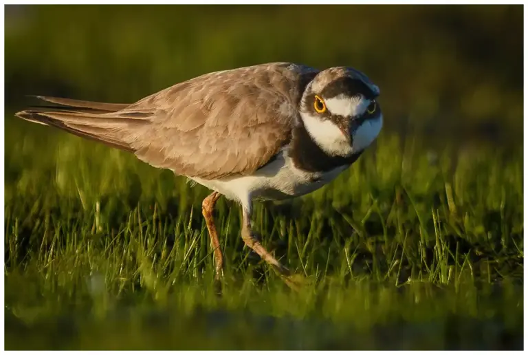 Mindre Strandpipare - (Little Ringed Plover)