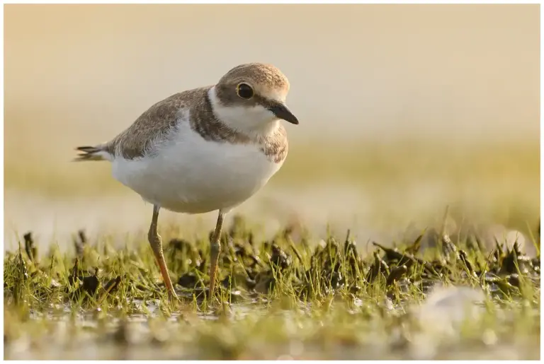 Mindre Strandpipare - (Little Ringed Plover)