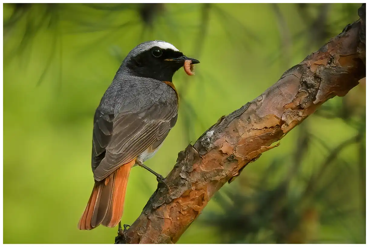 R dstj rt Phoenicurus Phoenicurus Naturphoto se r-dstj-rt-phoenicurus-phoenicurus-naturphoto-se