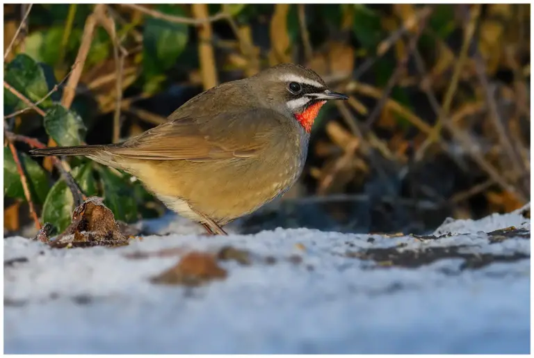 Rubinnäktergal - (Siberian Rubythroat) - Vargön