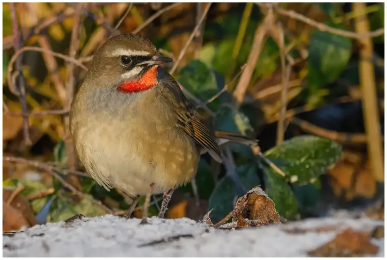 Rubinnäktergal - (Siberian Rubythroat)