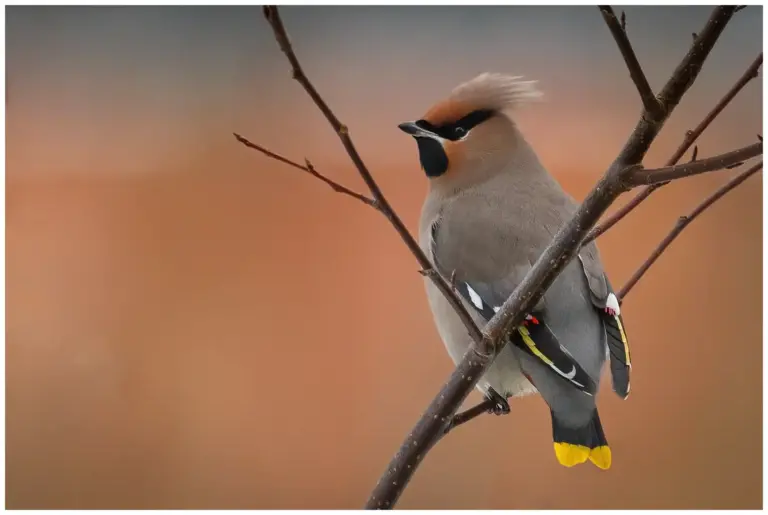 Sidensvans - (Waxwing)