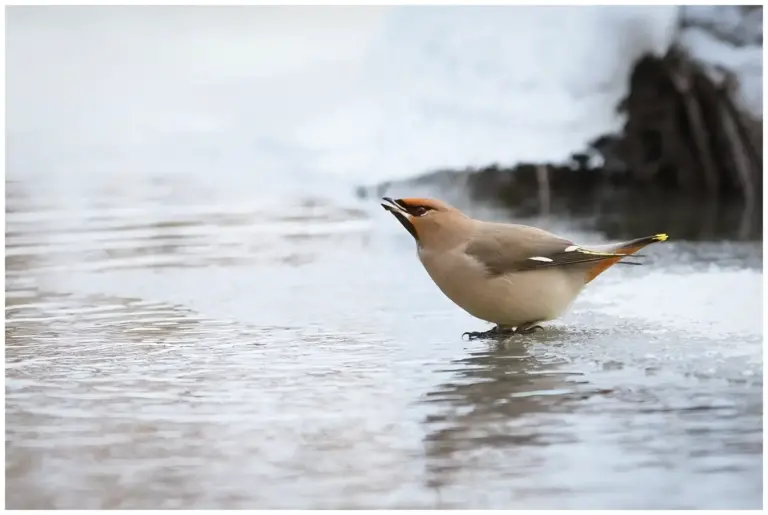 Sidensvans - (Waxwing) - dricker vatten