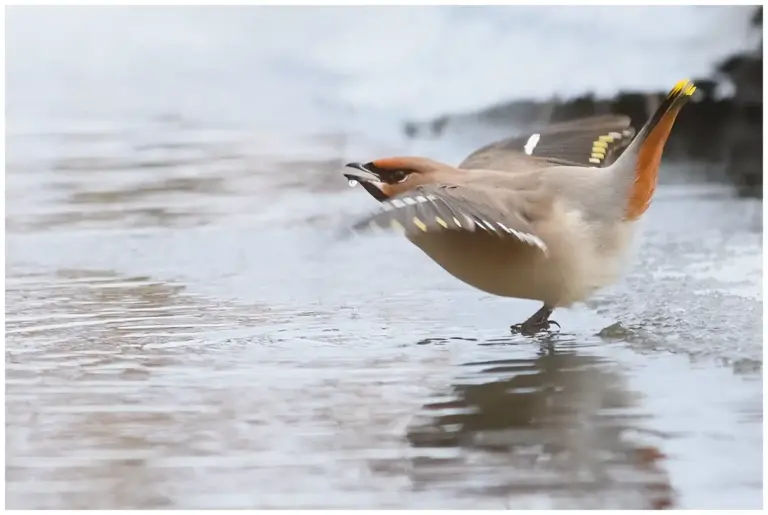 Sidensvans - (Waxwing)